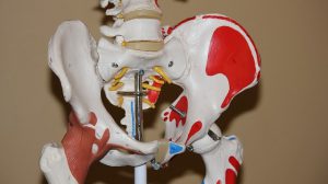 model of hip