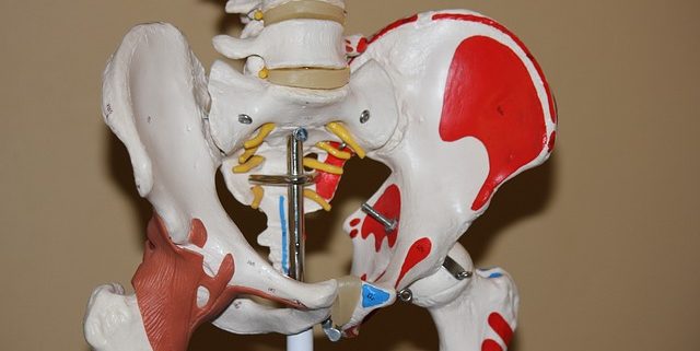 model of hip